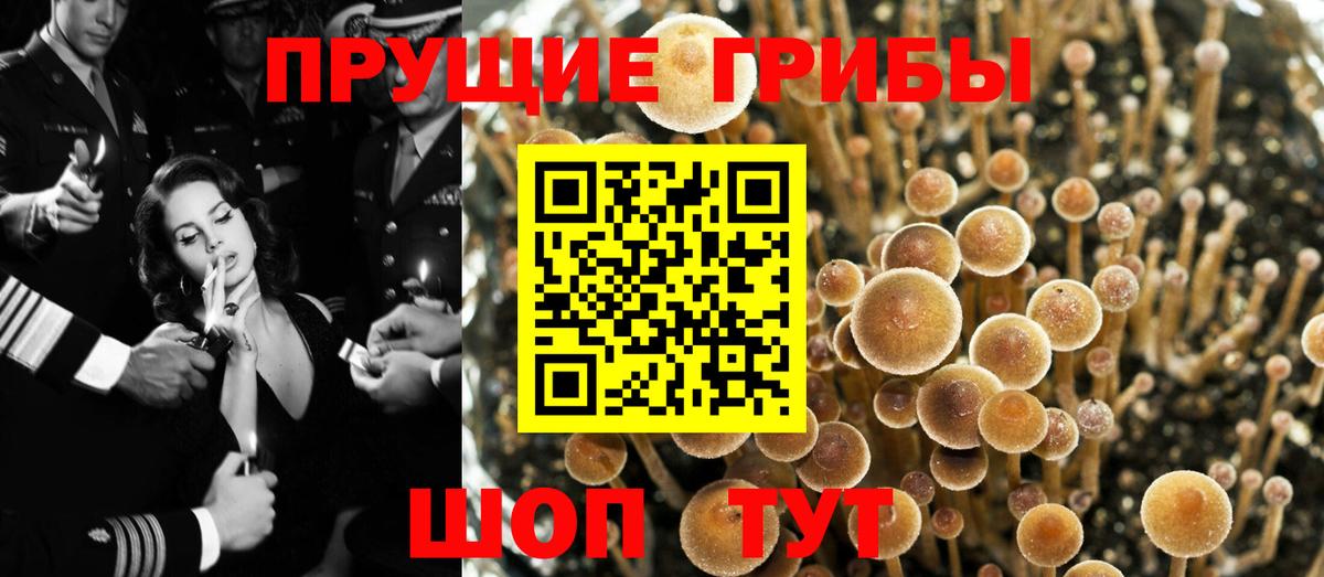 Галлюциногенные грибы прущие грибы  Вход с VPN  Щёкино 